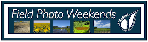 Field Photo week banner
